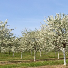Lautenbach's Cherry Orchards, Hwy 42, Door County, WI